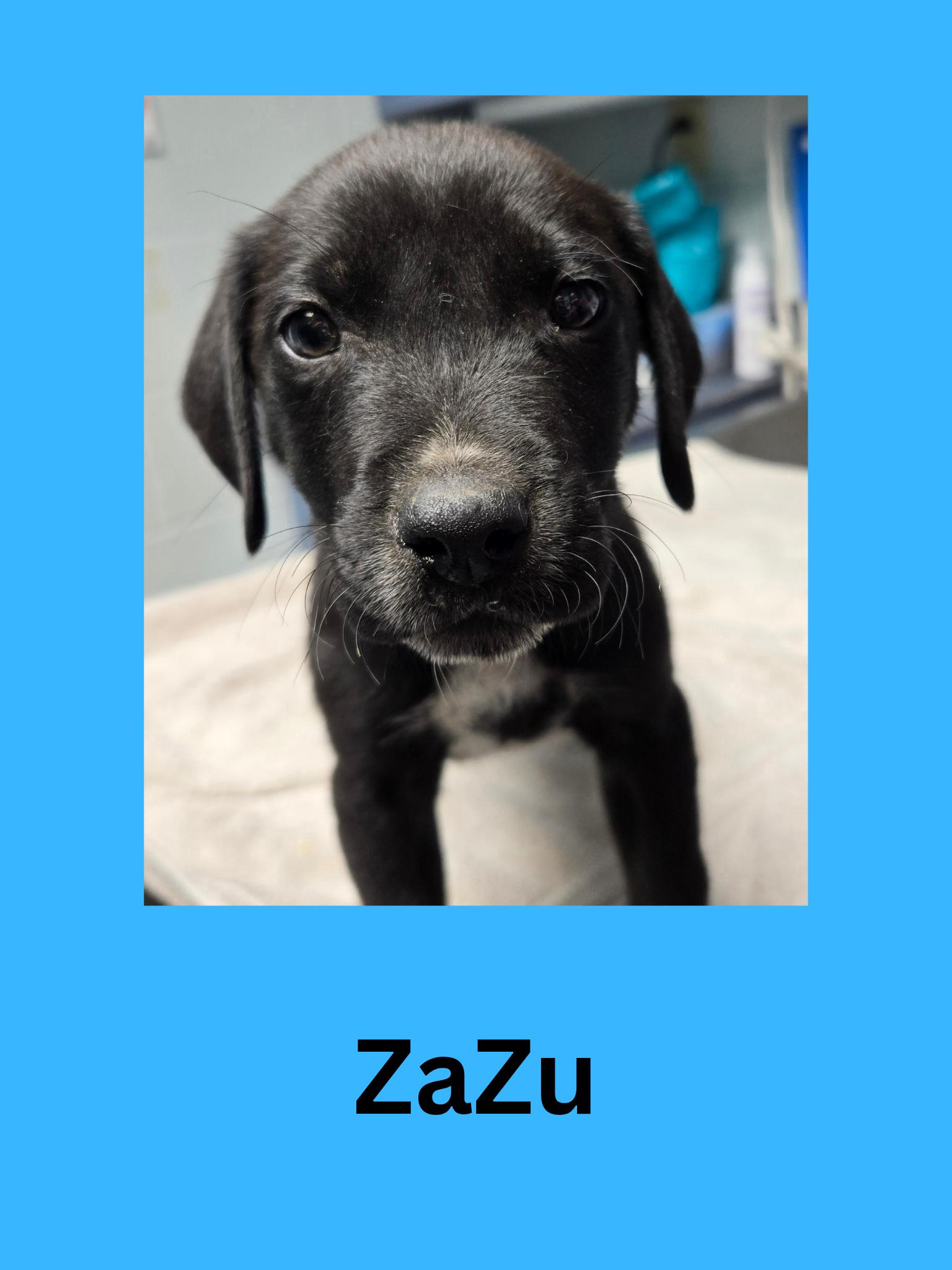 ZaZu