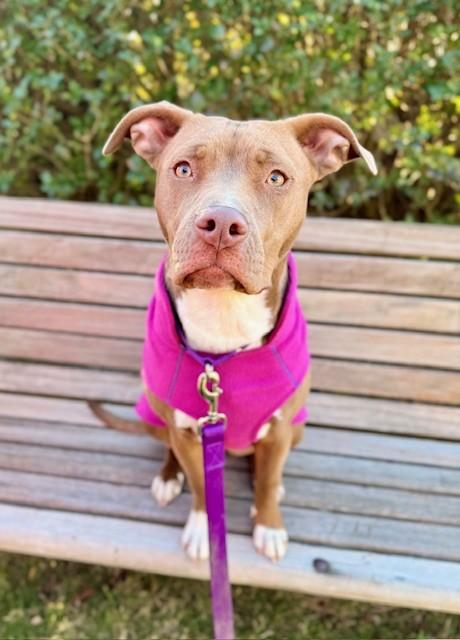 Enlarge NOEL, a Adoptable mixed breed in Dedham, MA image 1/1