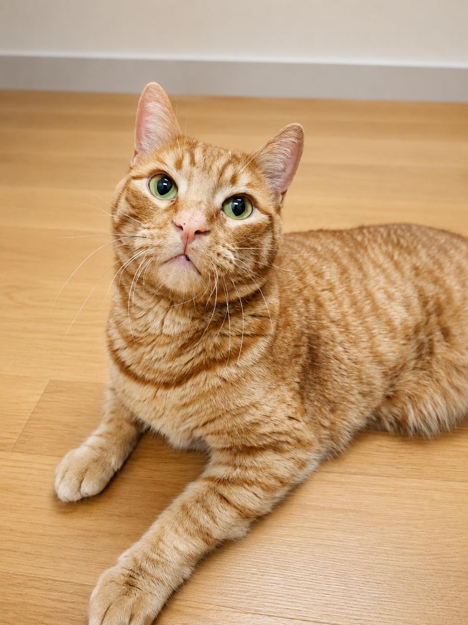 Trek, ADOPTABLE, Adult Male Domestic Short Hair.