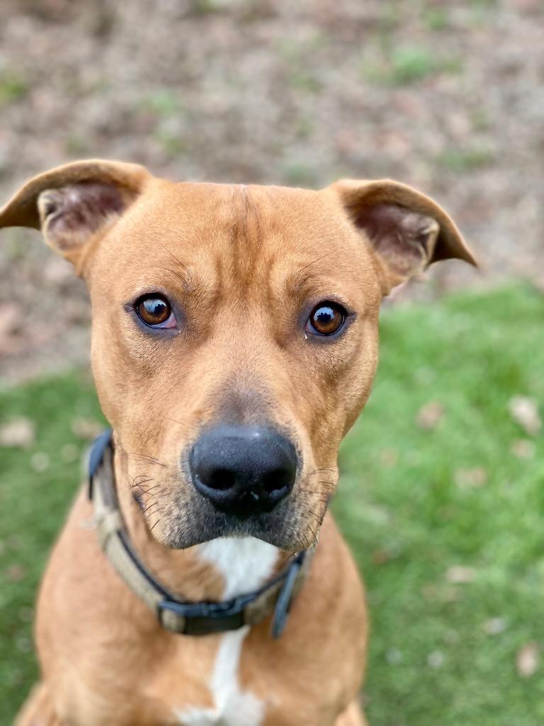 Bronx, Adoptable, Adult Male Pit Bull Terrier & Mixed Breed.
