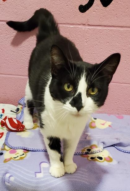 Enlarge Stella, a Adoptable Domestic Short Hair in Munster, IN image 1/1