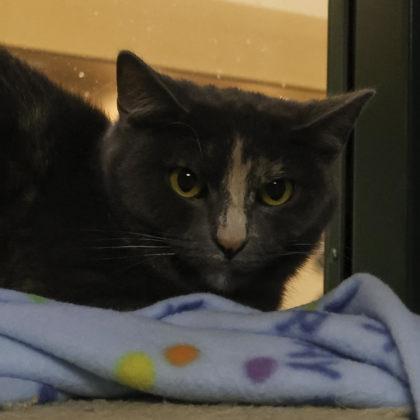 Enlarge Suzie Q, a Adoptable mixed breed in Madison, WI image 1/3