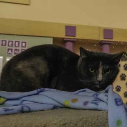 Enlarge Suzie Q, a Adoptable mixed breed in Madison, WI image 2/3