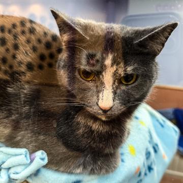 Enlarge Suzie Q, a Adoptable mixed breed in Madison, WI image 3/3