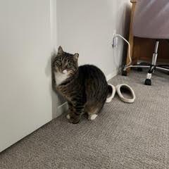 Willow, Adoptable, Senior Female Domestic Short Hair.