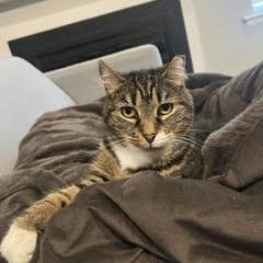 Enlarge Willow, a Adoptable Domestic Short Hair in Philadelphia, PA image 2/6