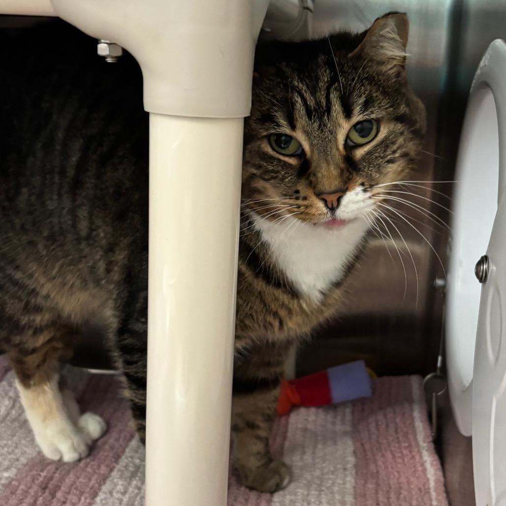 Willow, Adoptable, Senior Female Domestic Short Hair.
