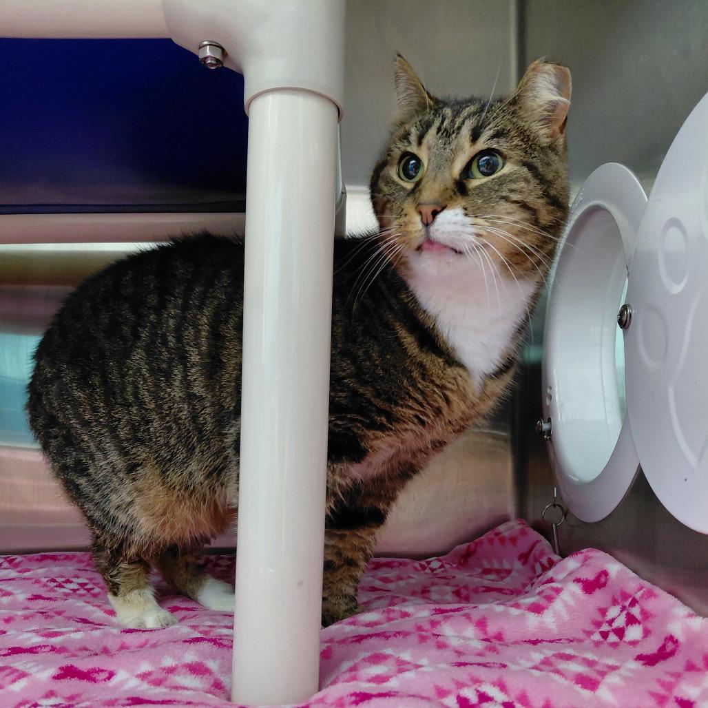 Enlarge Willow, a Adoptable Domestic Short Hair in Philadelphia, PA image 2/4