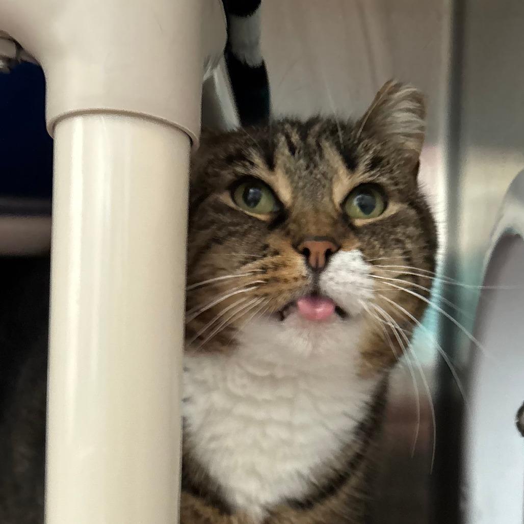 Enlarge Willow, a Adoptable Domestic Short Hair in Philadelphia, PA image 3/4