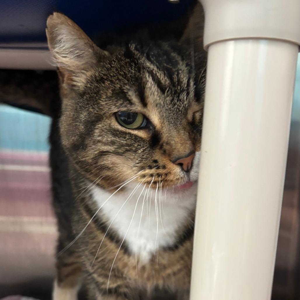 Enlarge Willow, a Adoptable Domestic Short Hair in Philadelphia, PA image 4/4