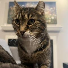 Enlarge Willow, a Adoptable Domestic Short Hair in Philadelphia, PA image 4/6