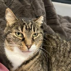 Enlarge Willow, a Adoptable Domestic Short Hair in Philadelphia, PA image 5/6