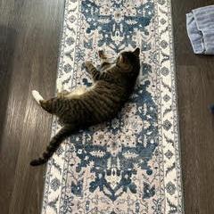 Enlarge Willow, a Adoptable Domestic Short Hair in Philadelphia, PA image 6/6