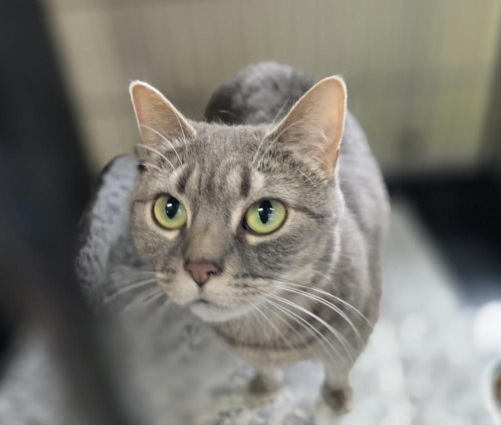 CHICA, a Adoptable mixed breed in Southbury, CT image 6/6