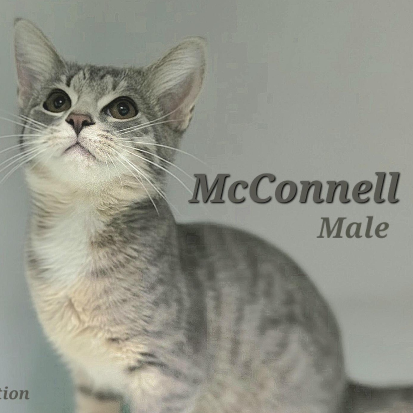 McConnell (Likes dogs)
