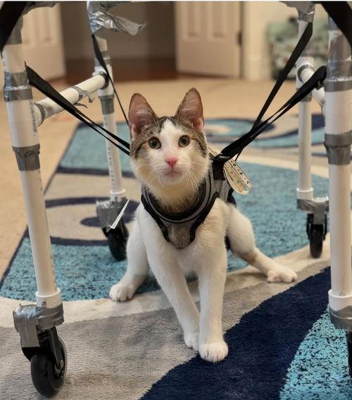 Flyer, Adoptable, Adult Male Domestic Short Hair.