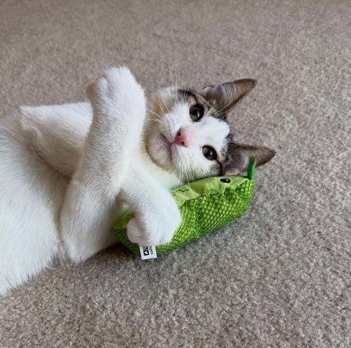 Enlarge Flyer, a Adoptable mixed breed in Mission Viejo, CA image 2/2