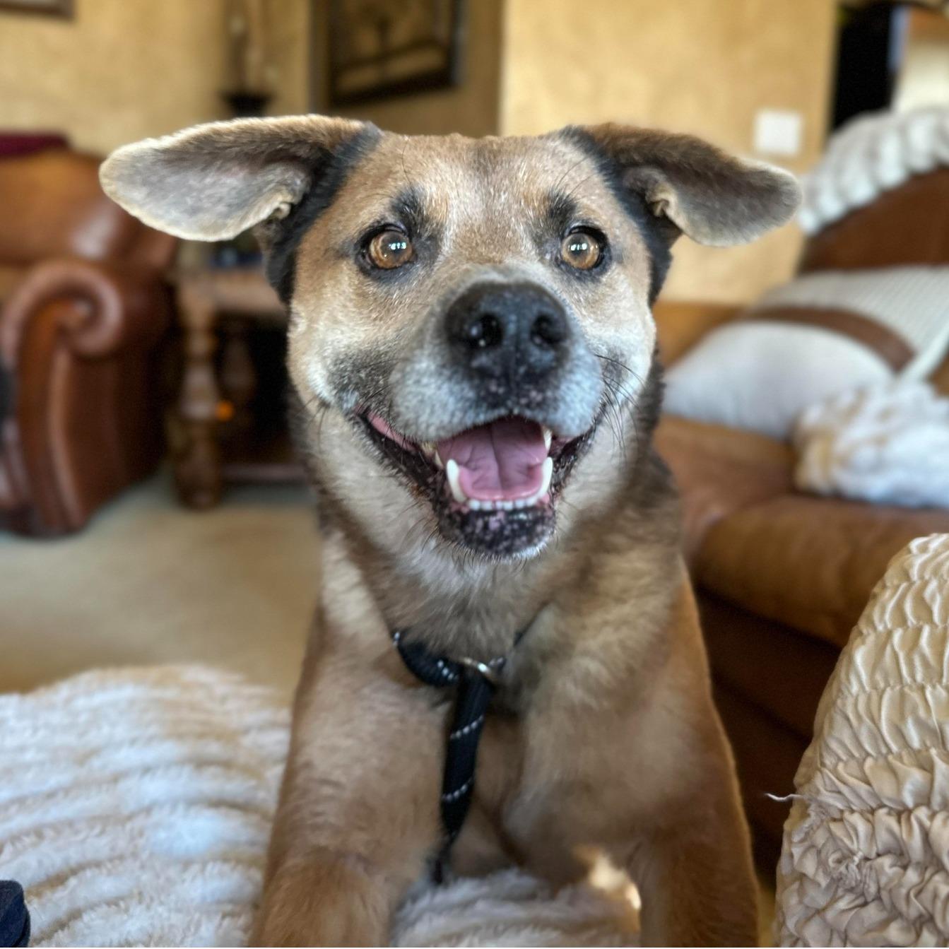 Enlarge Augie, a ADOPTABLE mixed breed in Cross Roads, TX image 2/6