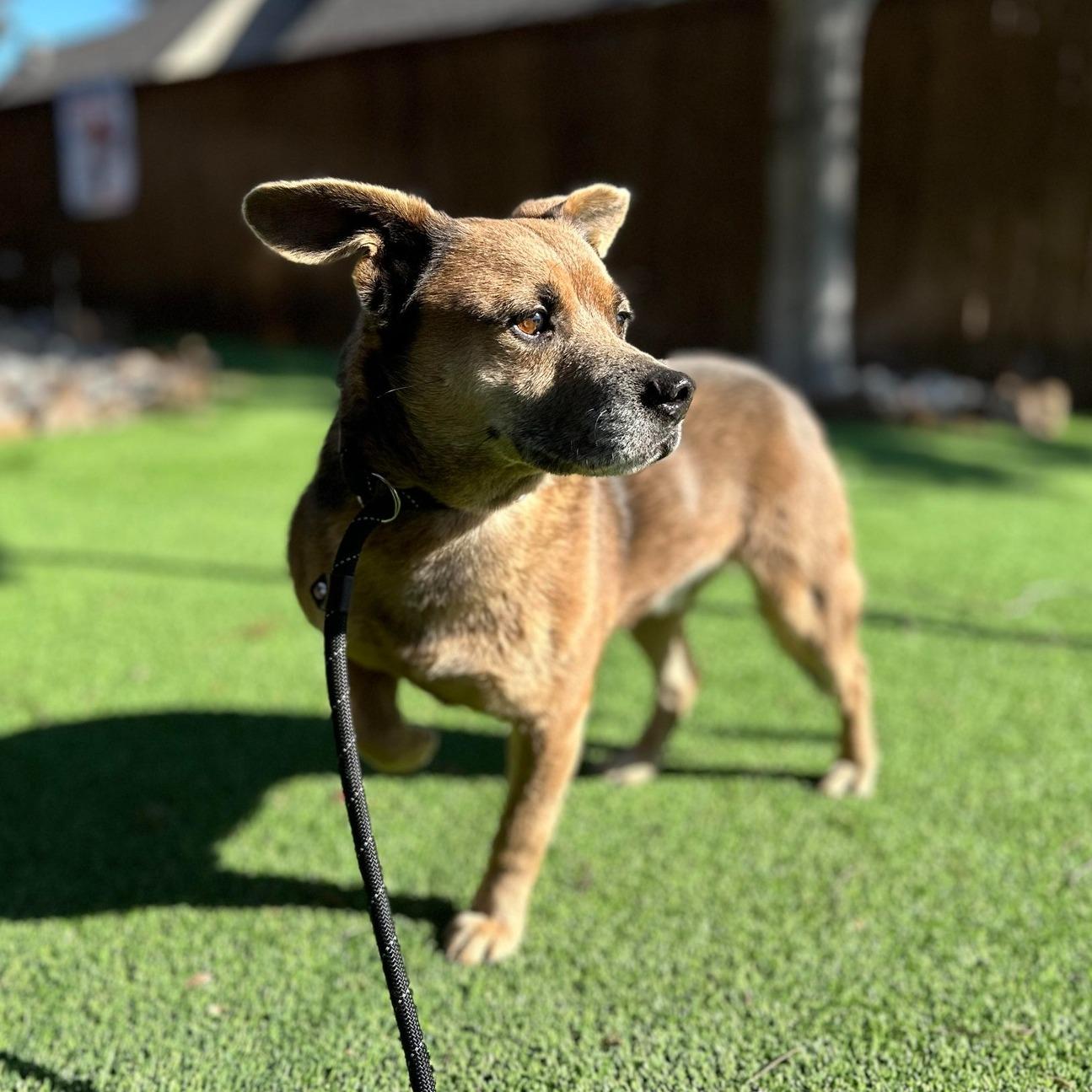 Enlarge Augie, a ADOPTABLE mixed breed in Cross Roads, TX image 3/6