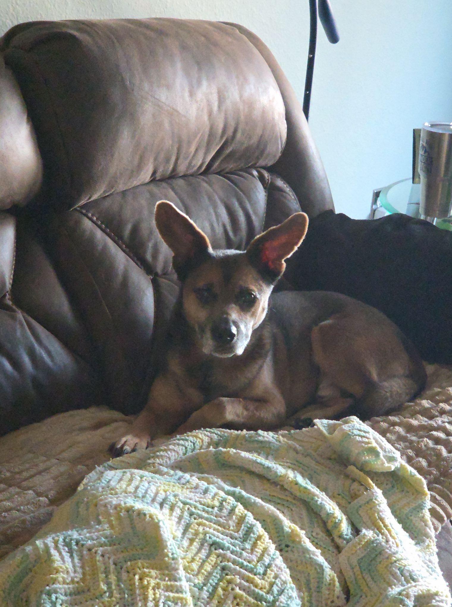 Enlarge Augie, a ADOPTABLE mixed breed in Cross Roads, TX image 5/6