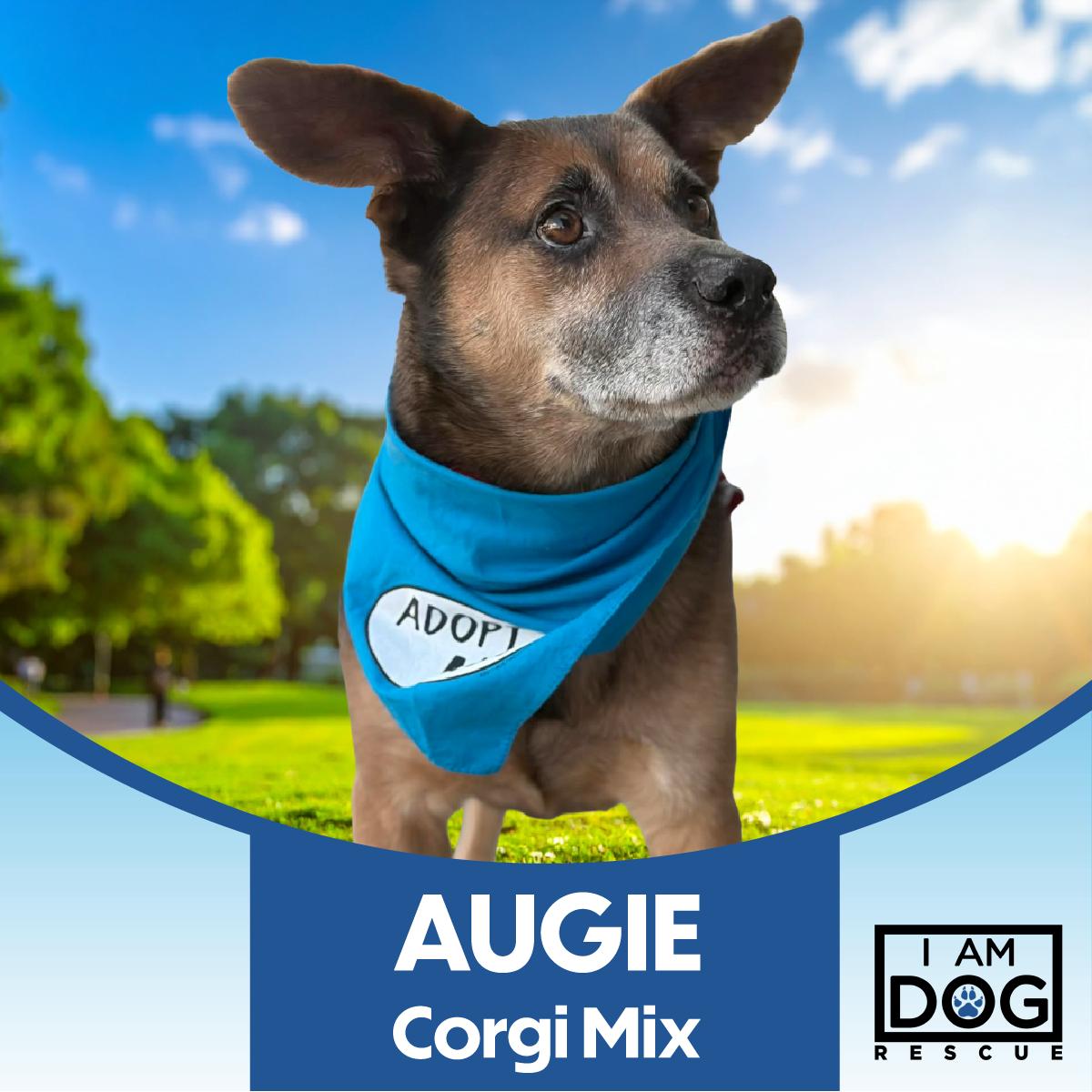 Augie, ADOPTABLE, Adult Male Pembroke Welsh Corgi & Mixed Breed.