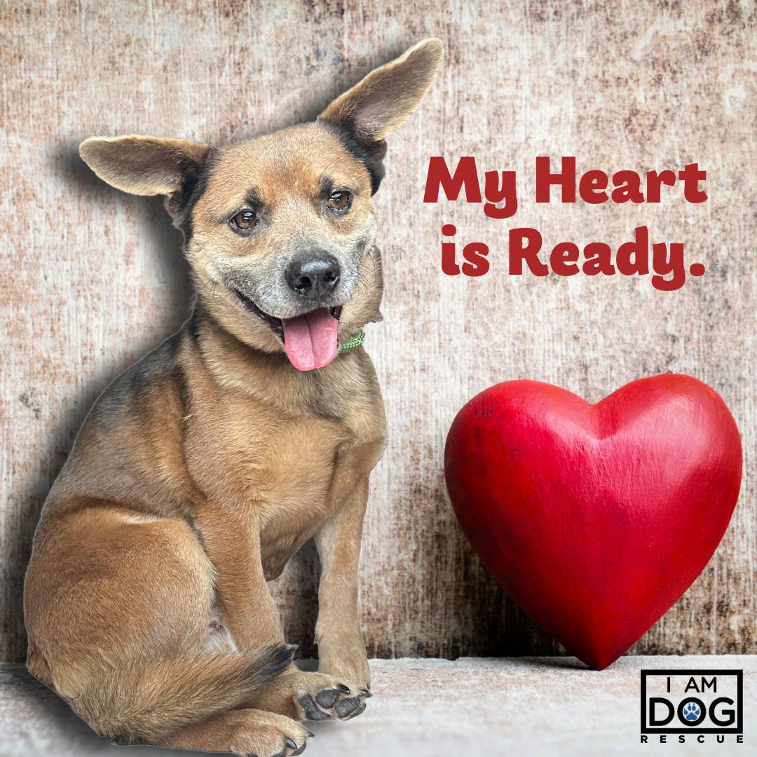 Augie, ADOPTABLE, Adult Male Pembroke Welsh Corgi & Mixed Breed.