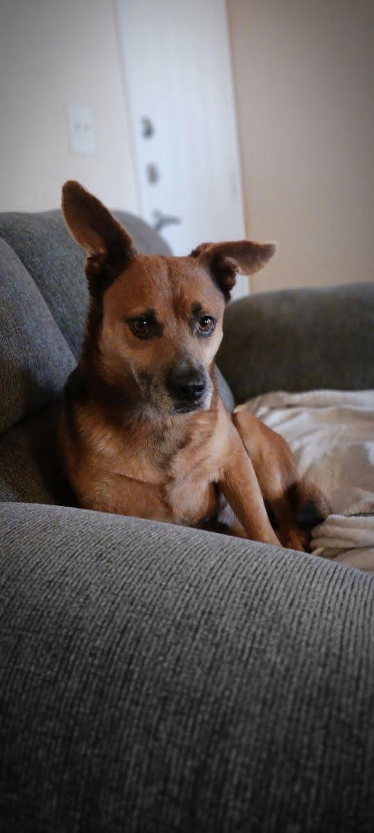 Enlarge Augie, a ADOPTABLE mixed breed in Cross Roads, TX image 4/6