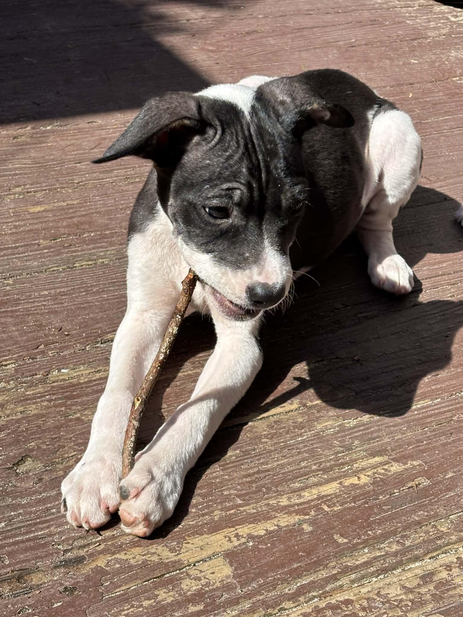 Indigo, Adoptable, Puppy Male Labrador Retriever & Hound.