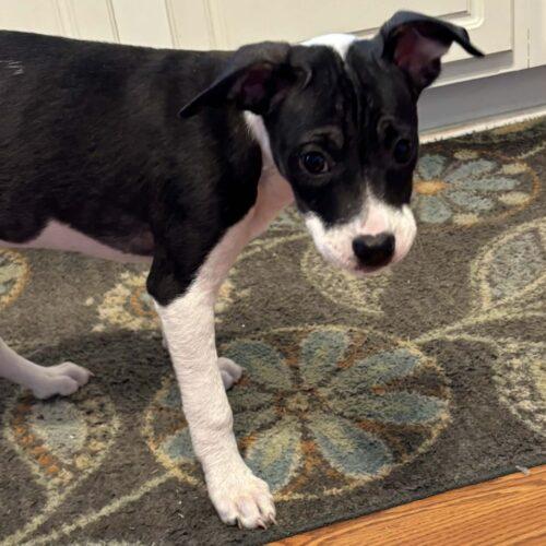 Indigo, a Adoptable mixed breed in Sanford, NC image 2/2