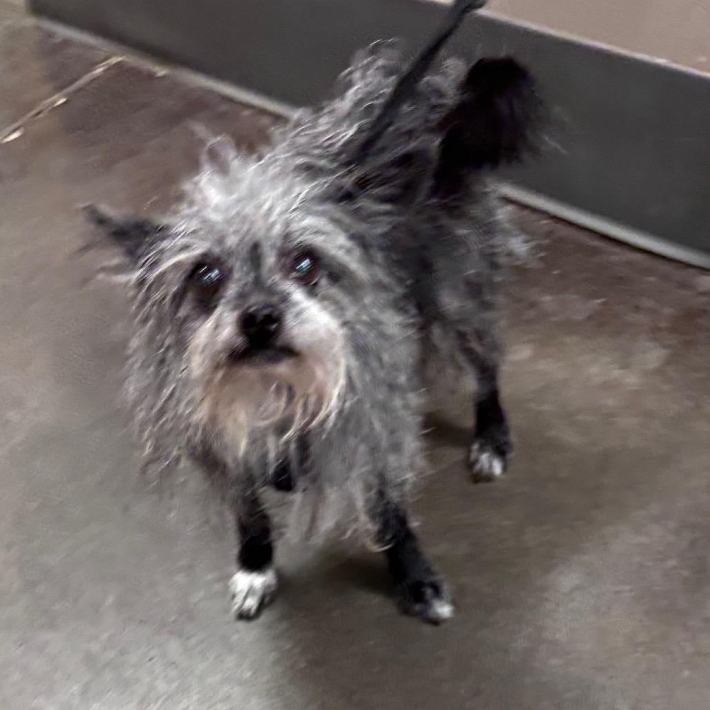Scully, Adoptable, Senior Male Terrier.