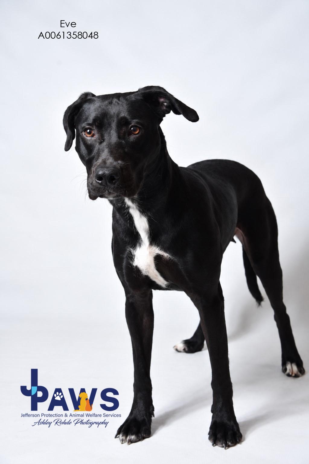 Enlarge Eve, a Adoptable Black Labrador Retriever in Harvey , LA image 2/2