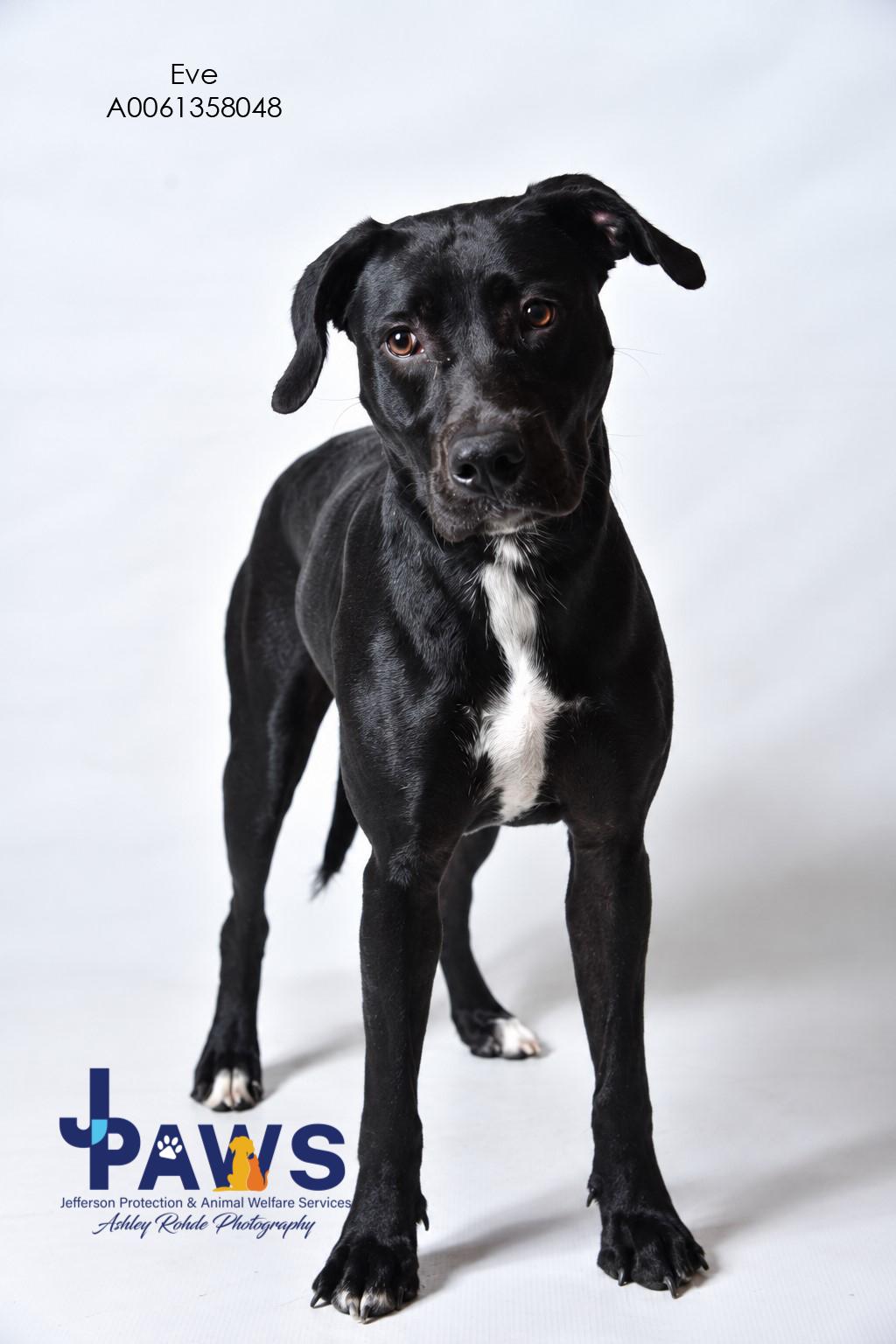 Enlarge Eve, a Adoptable Black Labrador Retriever in Harvey , LA image 1/2