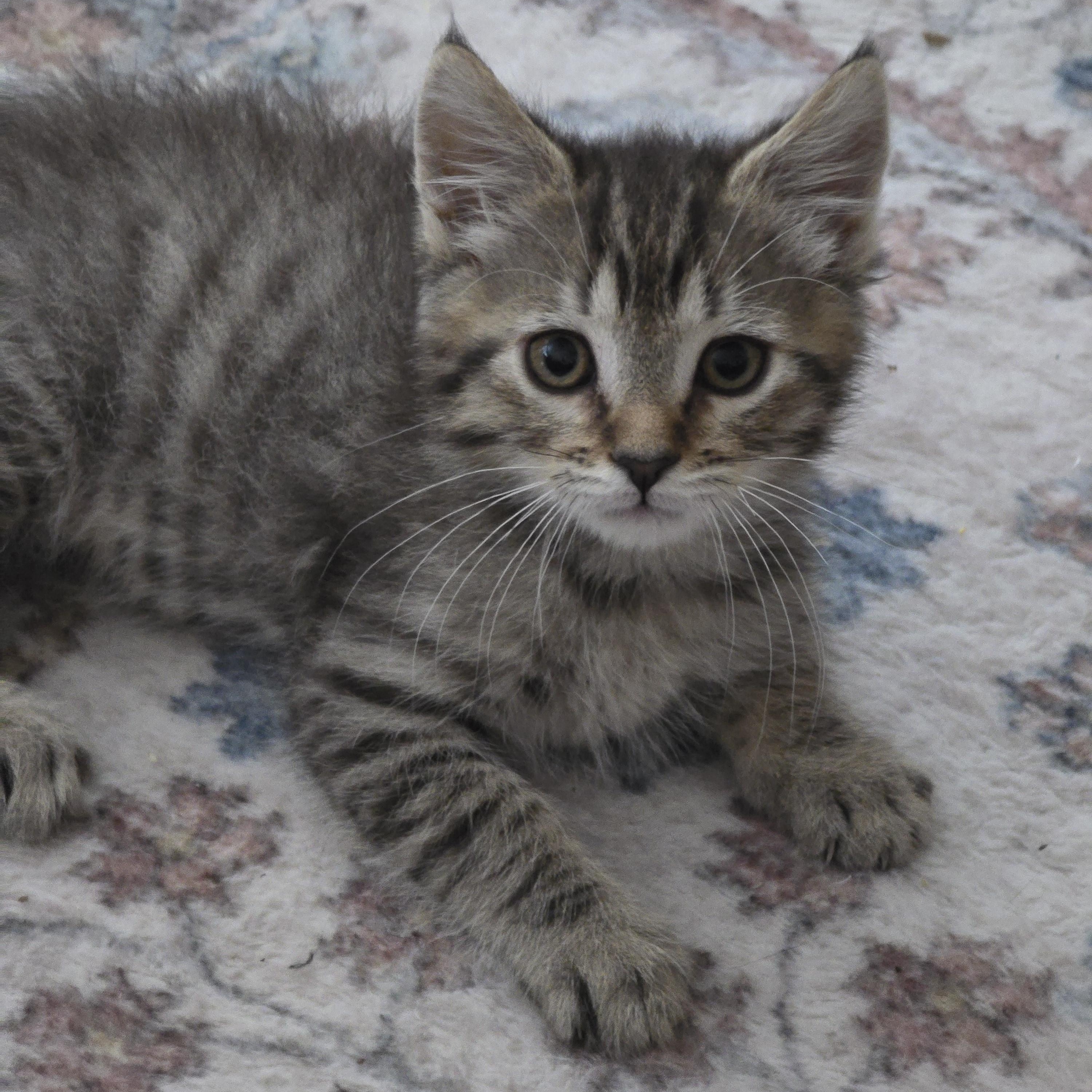 Bo, Baby Male Domestic Medium Hair