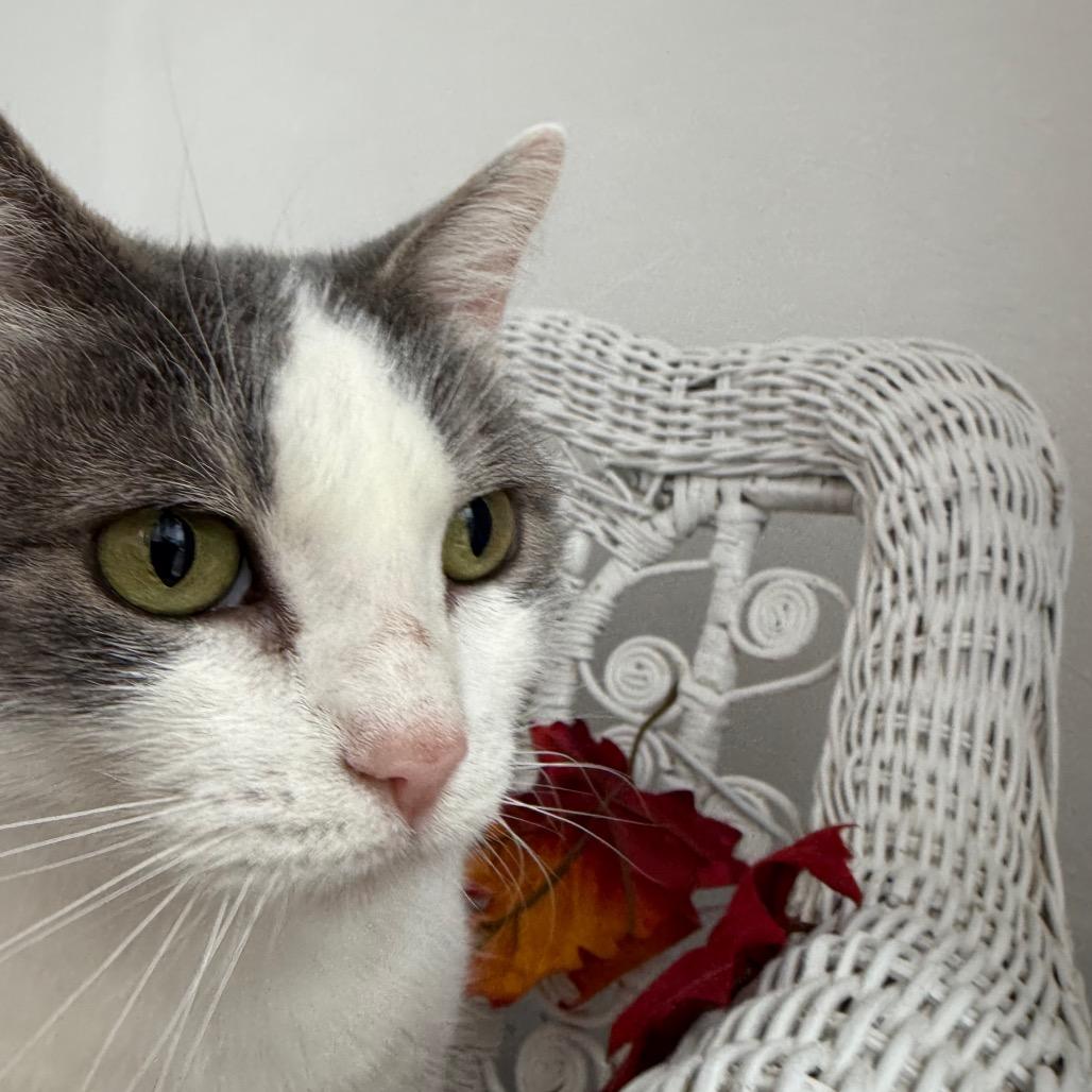 Enlarge Buffy 55464, a Adoptable Domestic Short Hair in Eaton Rapids, MI image 1/6