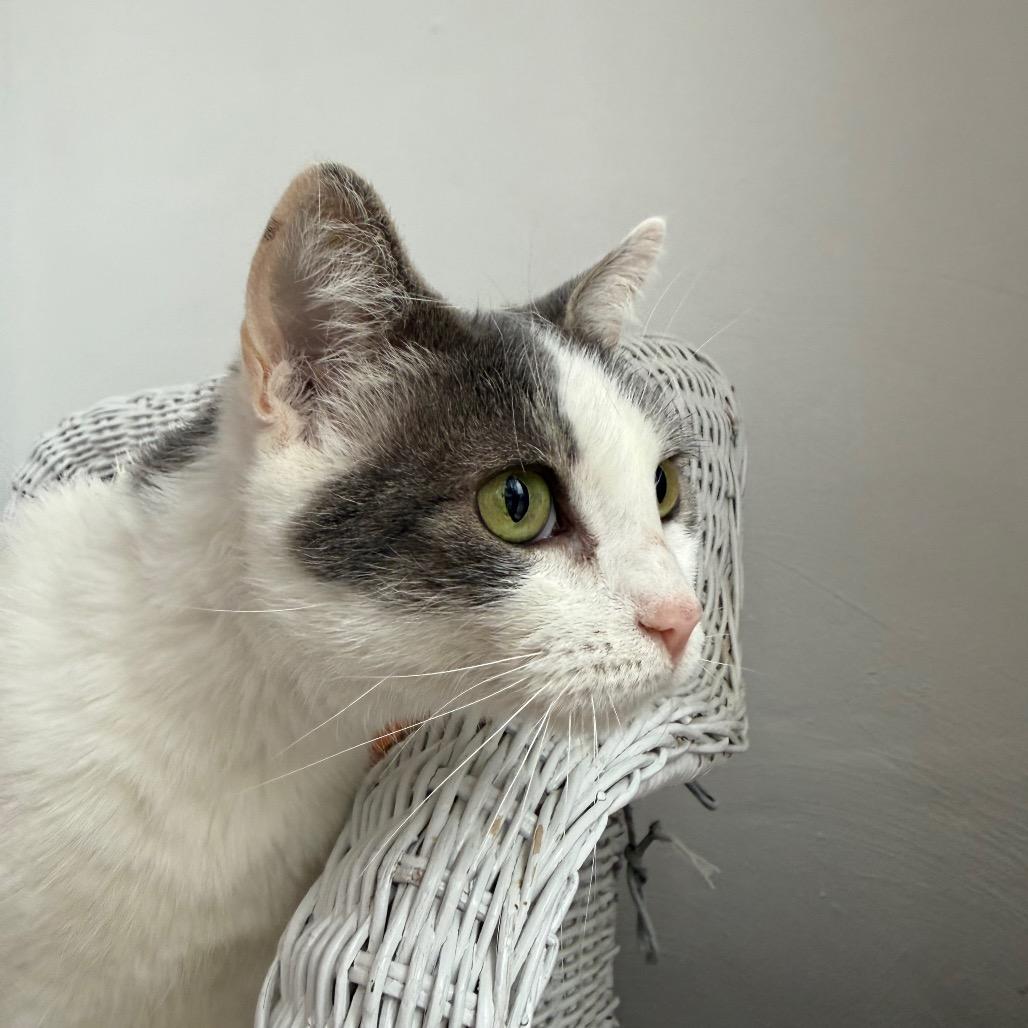 Enlarge Buffy 55464, a Adoptable Domestic Short Hair in Eaton Rapids, MI image 2/6