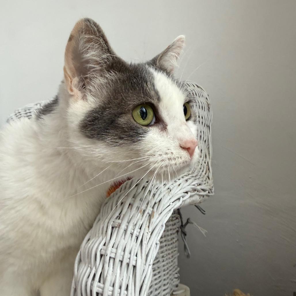 Enlarge Buffy 55464, a Adoptable Domestic Short Hair in Eaton Rapids, MI image 3/6