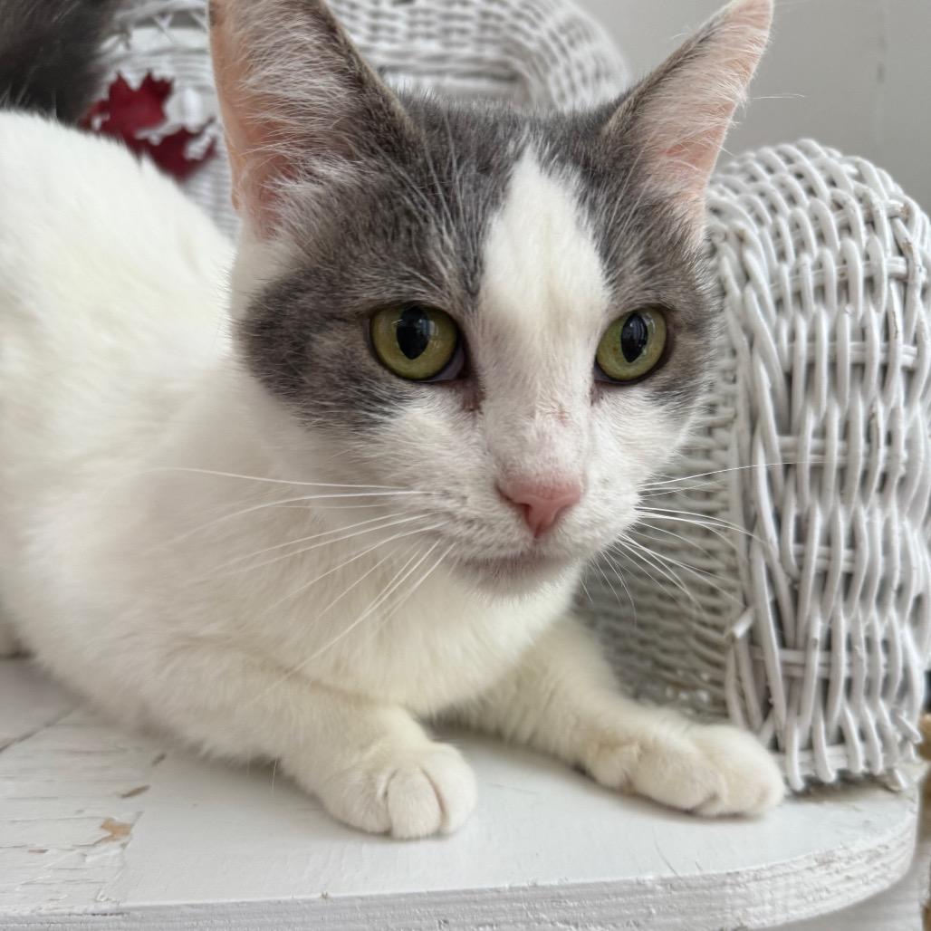 Enlarge Buffy 55464, a Adoptable Domestic Short Hair in Eaton Rapids, MI image 4/6