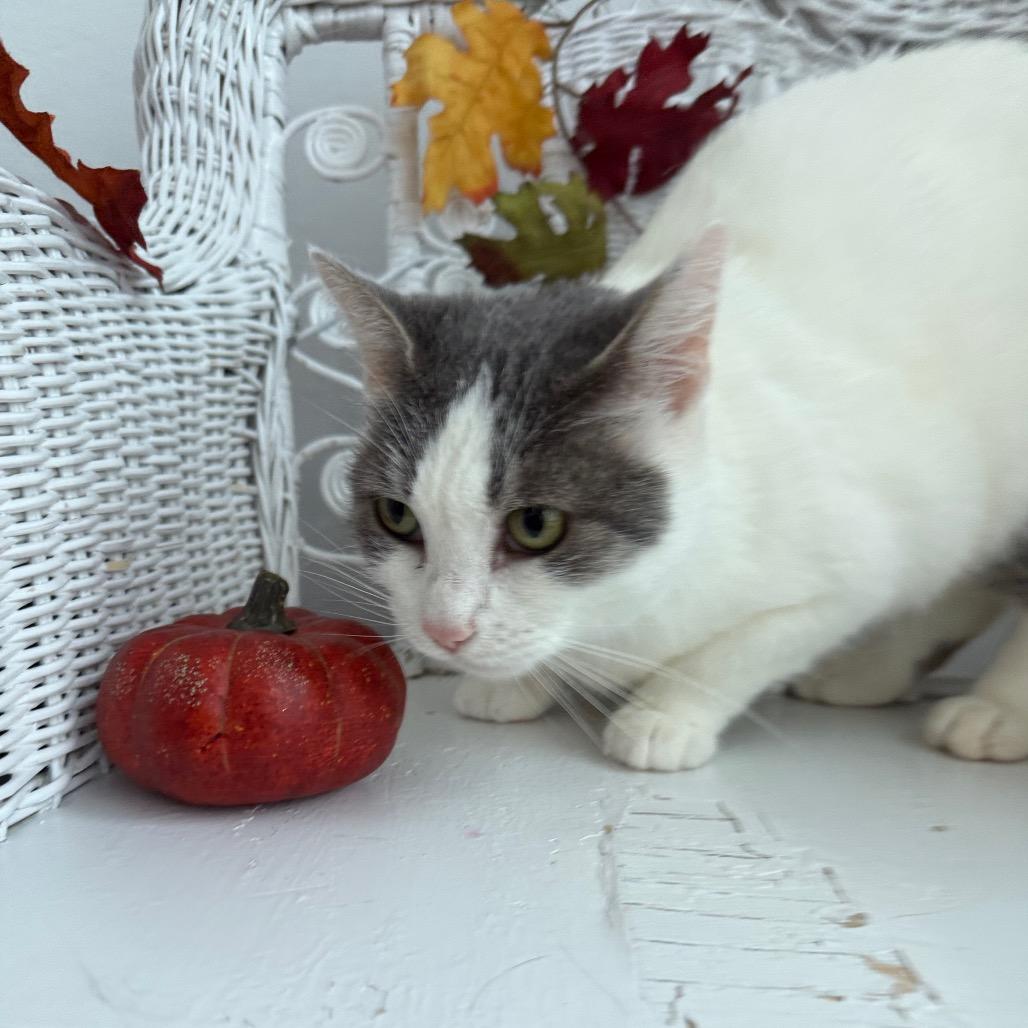 Enlarge Buffy 55464, a Adoptable Domestic Short Hair in Eaton Rapids, MI image 5/6