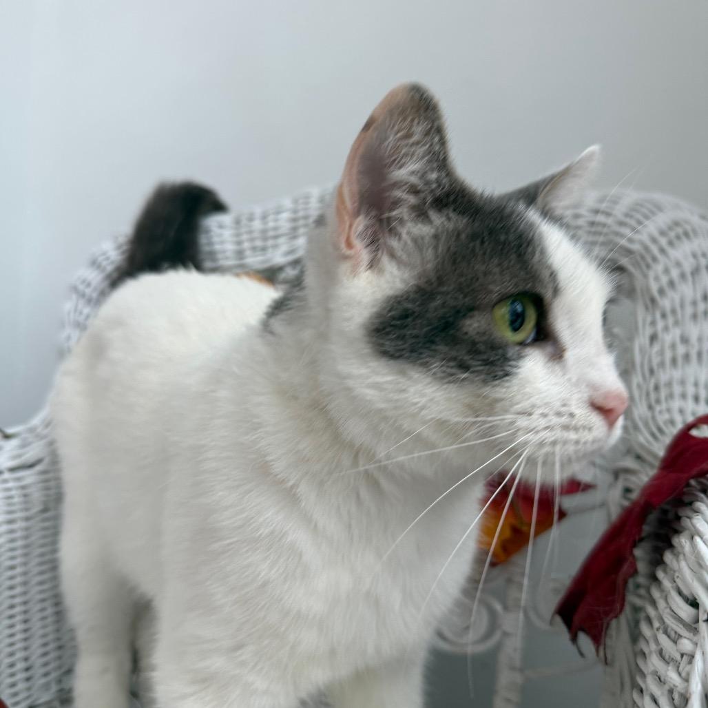 Enlarge Buffy 55464, a Adoptable Domestic Short Hair in Eaton Rapids, MI image 6/6