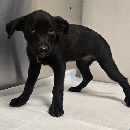 River, Adoptable, Puppy Female Shepherd & Mixed Breed.