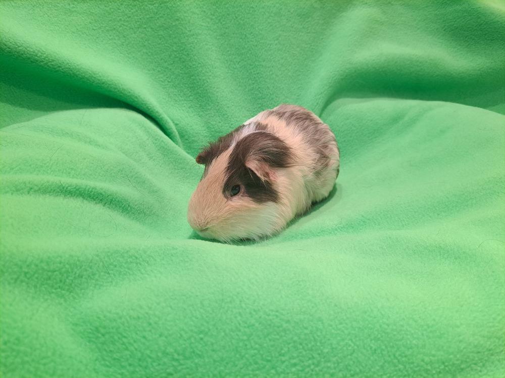 Enlarge Cupid and Love bug, a Adoptable mixed breed in South Bend, IN image 1/5