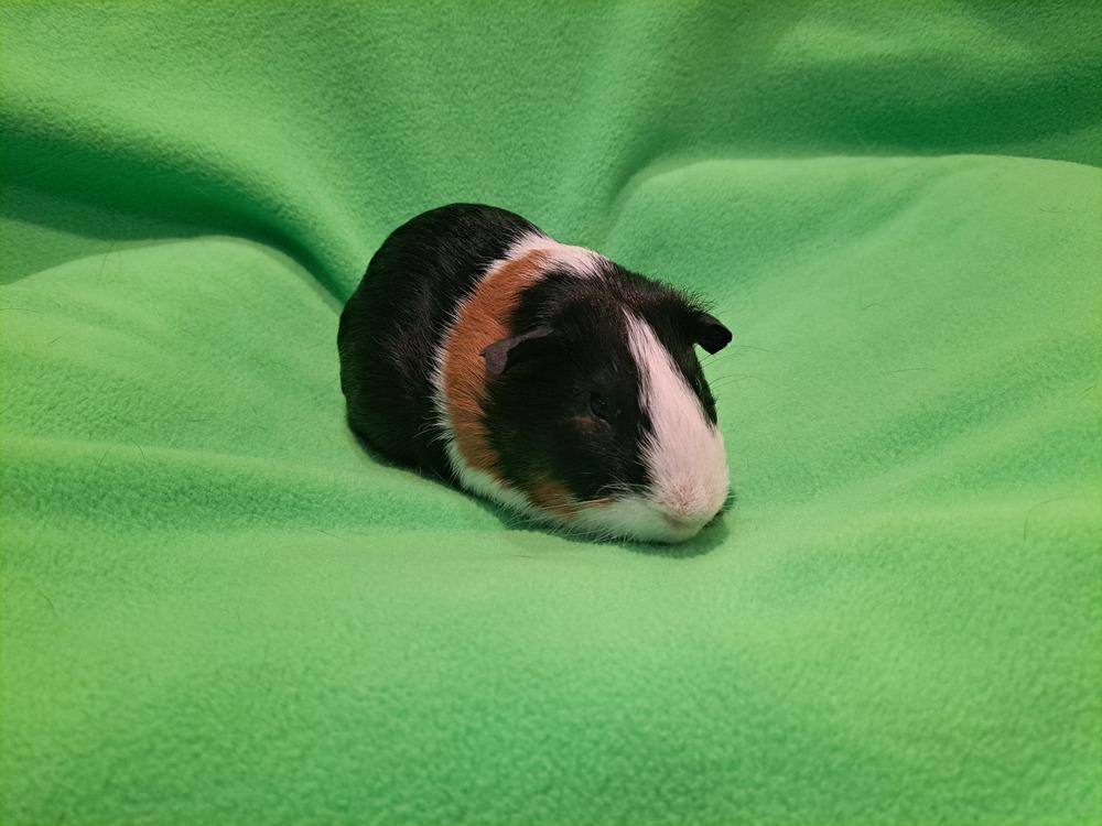 Enlarge Cupid and Love bug, a Adoptable mixed breed in South Bend, IN image 2/5