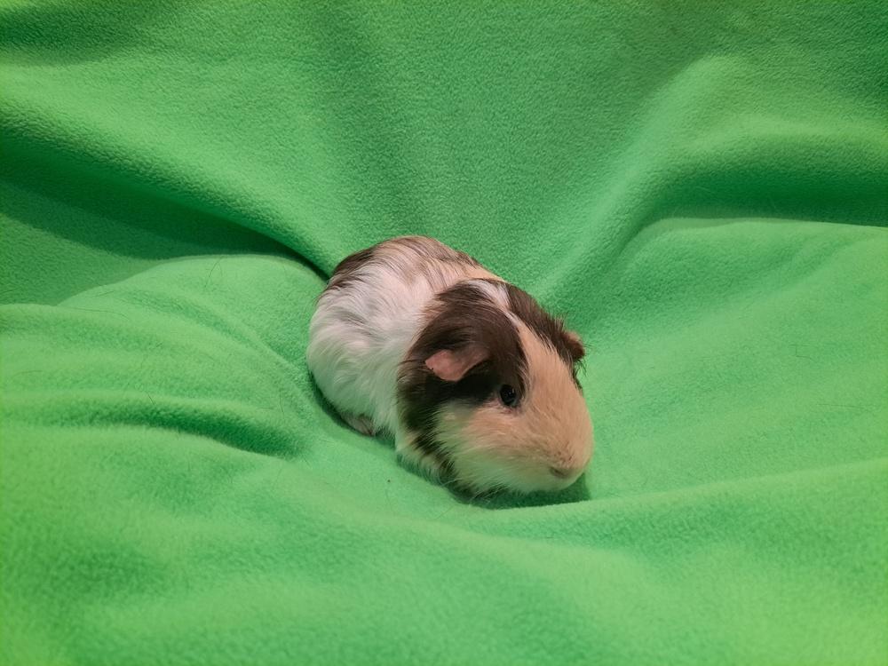 Enlarge Cupid and Love bug, a Adoptable mixed breed in South Bend, IN image 3/5