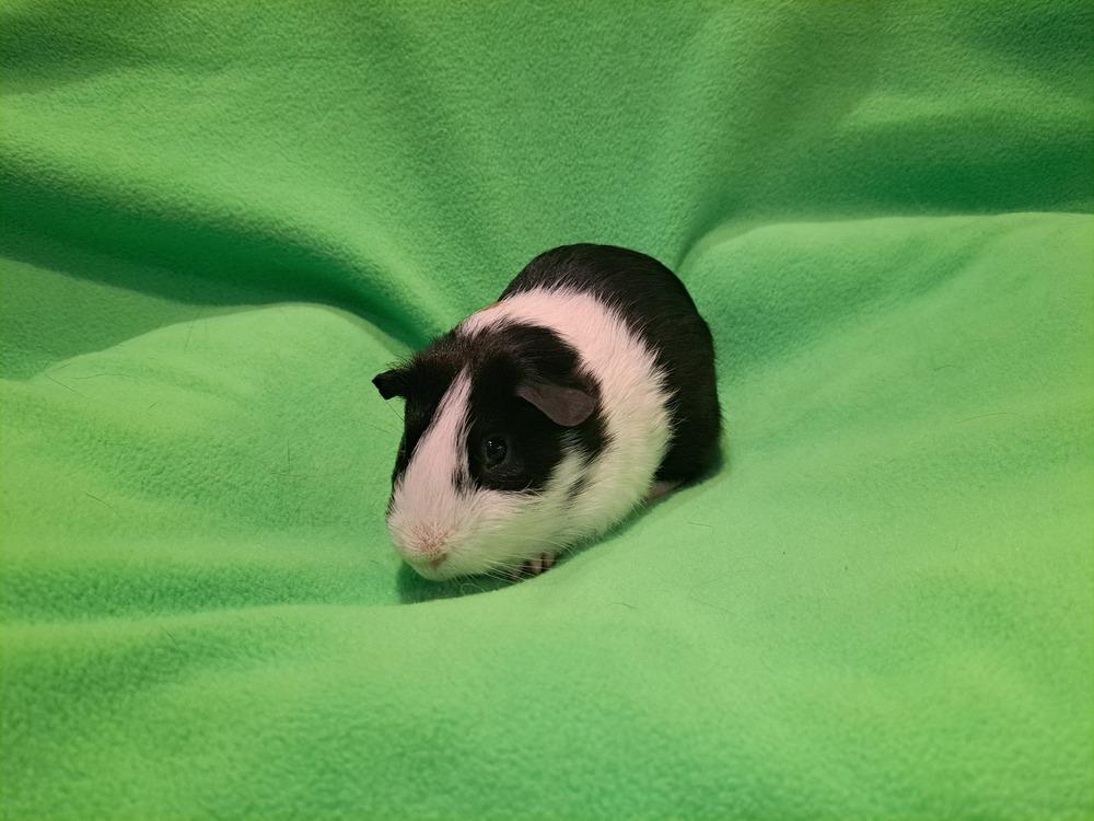 Enlarge Cupid and Love bug, a Adoptable mixed breed in South Bend, IN image 4/5