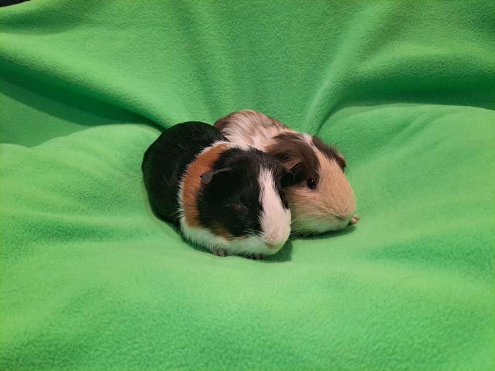 Enlarge Cupid and Love bug, a Adoptable mixed breed in South Bend, IN image 5/5