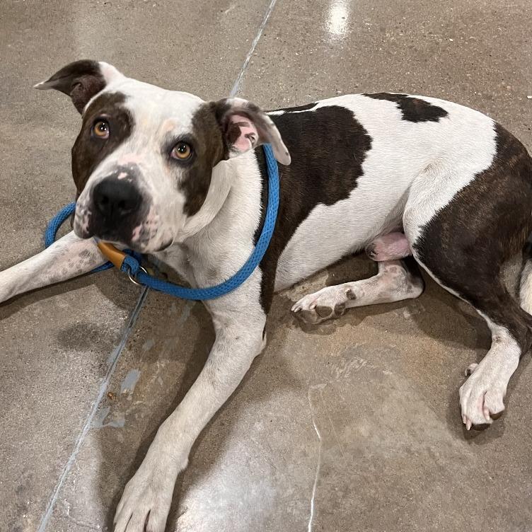 Sherman, Adoptable, Senior Male Staffordshire Bull Terrier & Pit Bull Terrier.