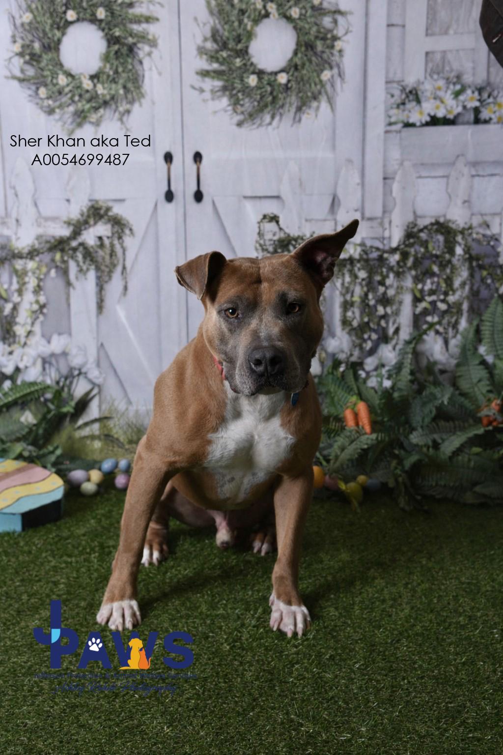 Enlarge Sher Khan aka Ted 54699487, a ADOPTABLE Pit Bull Terrier in Harvey , LA image 1/6