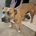 Sher Khan aka Ted 54699487, ADOPTABLE, Adult Male Pit Bull Terrier.