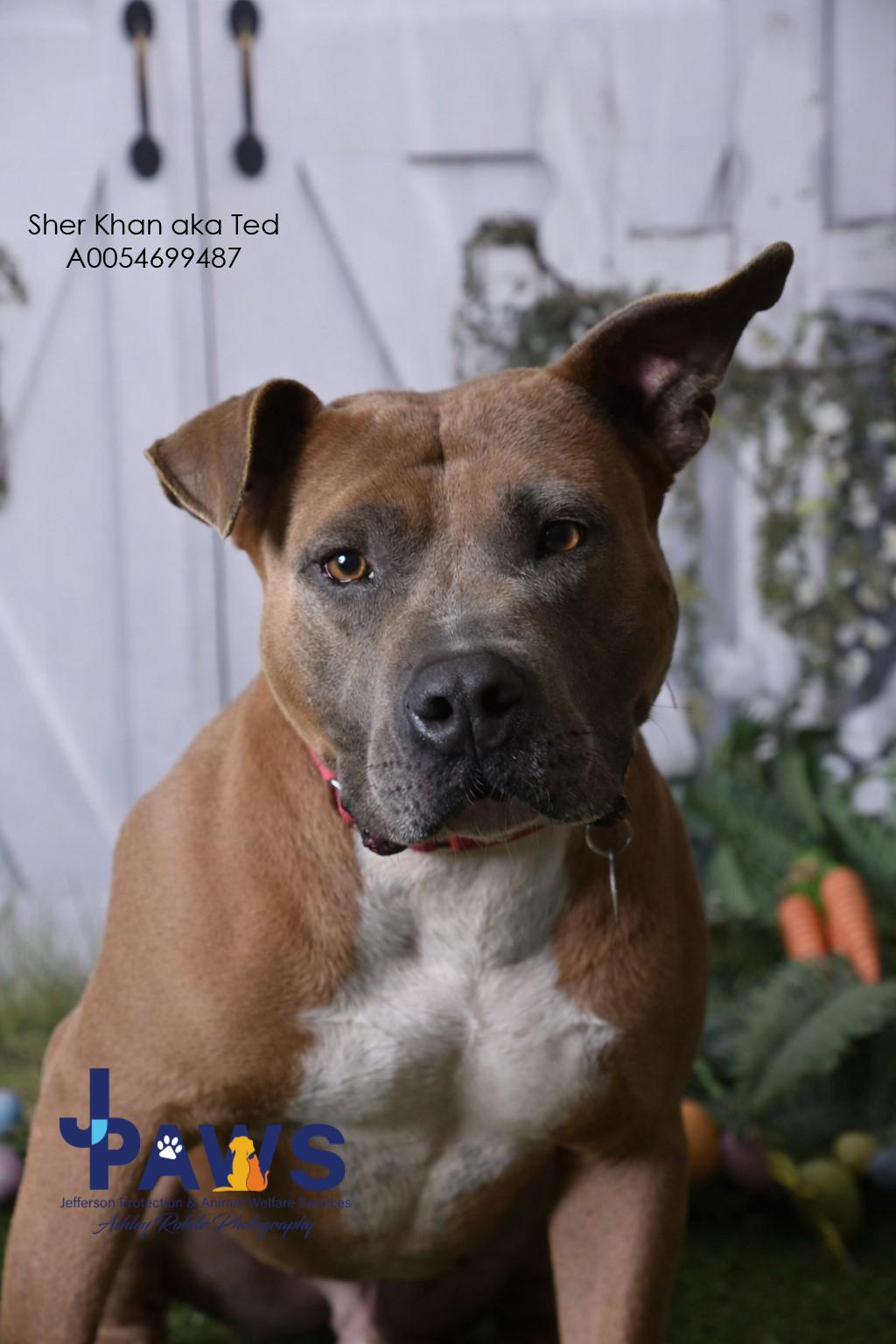 Enlarge Sher Khan aka Ted 54699487, a ADOPTABLE Pit Bull Terrier in Harvey , LA image 2/6