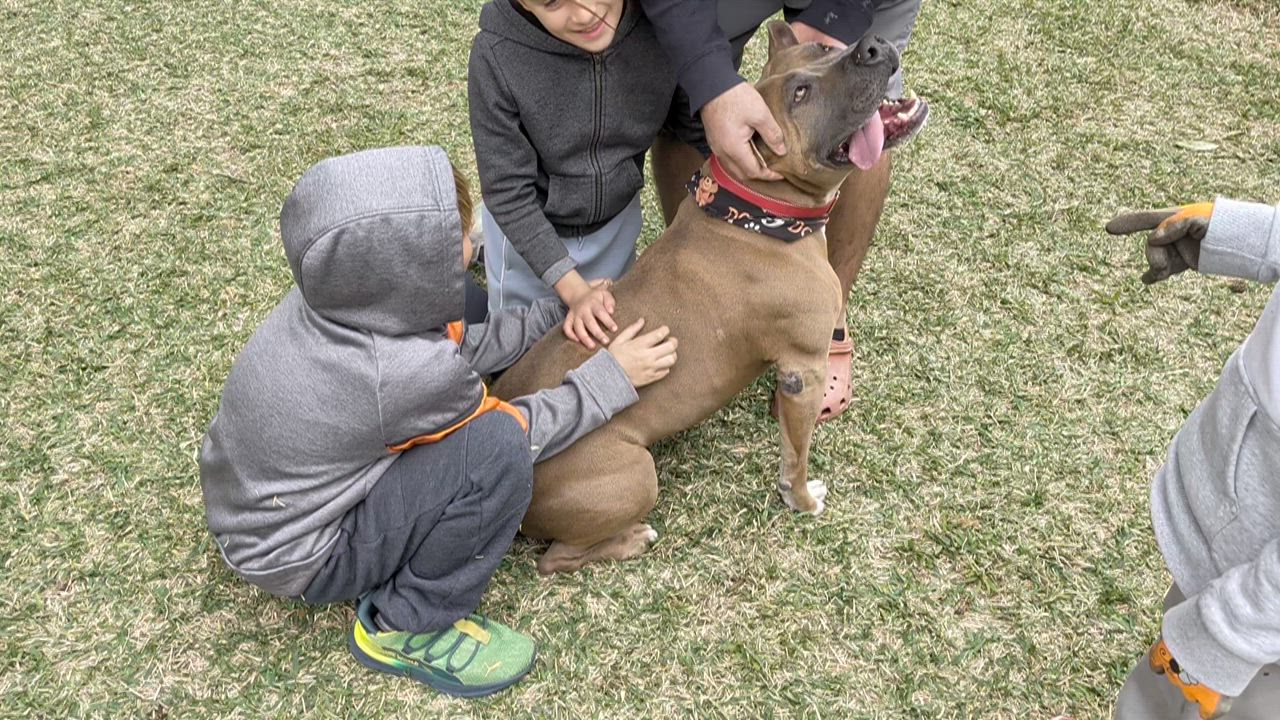 Enlarge Sher Khan aka Ted 54699487, a ADOPTABLE Pit Bull Terrier in Harvey , LA video 3/6
